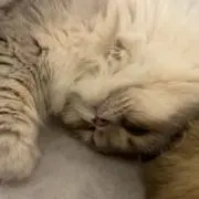 知の画像