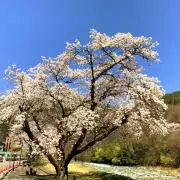 Mrs.わん子の画像