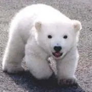 くまちゃんの画像