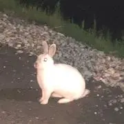 cc