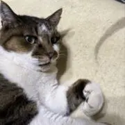 わこの画像