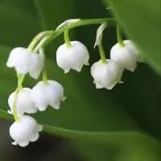 Mimosaの画像