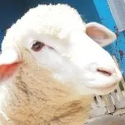 パイン