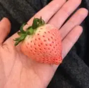 いちごの画像
