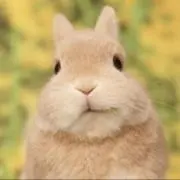 accoの画像