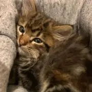 かなちゃん