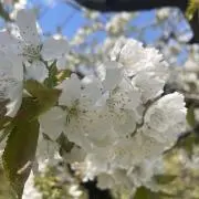 桜桃