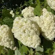 やが(断捨離中)の画像