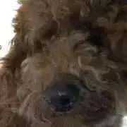 ろびんちゃんの画像