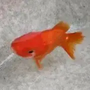 さかなの画像