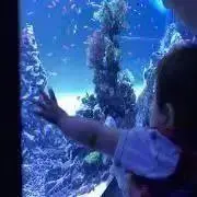 シャラの画像
