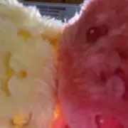 パイナップル愛好家