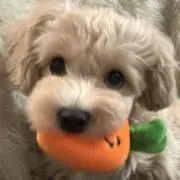 ふーたんの画像