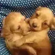 琥珀の画像