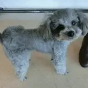 らーむの画像
