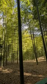 そるるの画像
