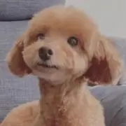トイプーの画像