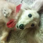 やよい
