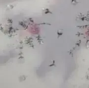 kagoの画像