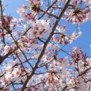 ここの画像
