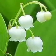 すずらんらん♪の画像