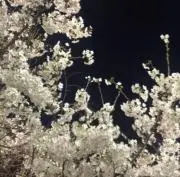 桜  ☆プロフ、ご一読お願い致します☆の画像