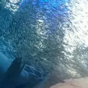 りんりん