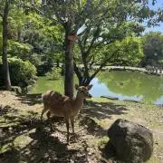 ぷなっちの画像