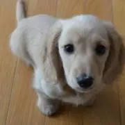 ゆーま