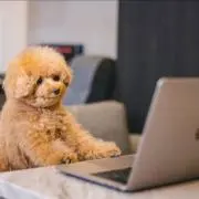 もちの画像