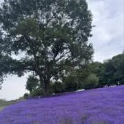 Makiの画像