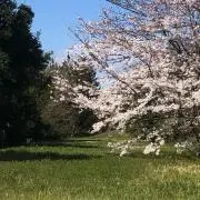 柚木の画像