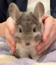 ROTOの画像