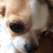 マロの画像