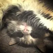 ゆか