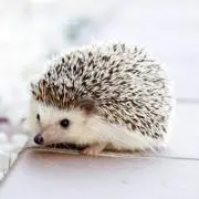 たこ