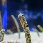 林檎さん