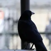 ゲリラセール開催！寄ってって屋さんの画像