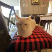 いもけんぴの画像
