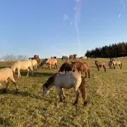 そわかの画像
