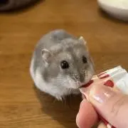 ブンの画像