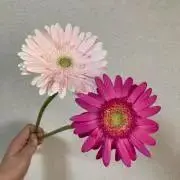 Daisy＊。の画像