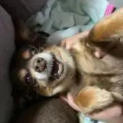 あやか