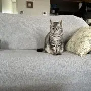 むぎあんなの画像