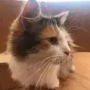 ゅゅ⌇﻿購入後のメッセ不要の画像