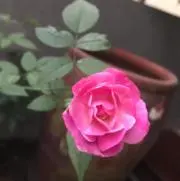 アリサの画像