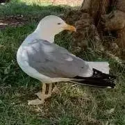 ローマのかもめの画像