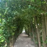 micanの画像