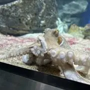 オクトパス