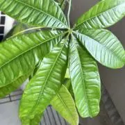 みやび【次回発送は7/16】の画像